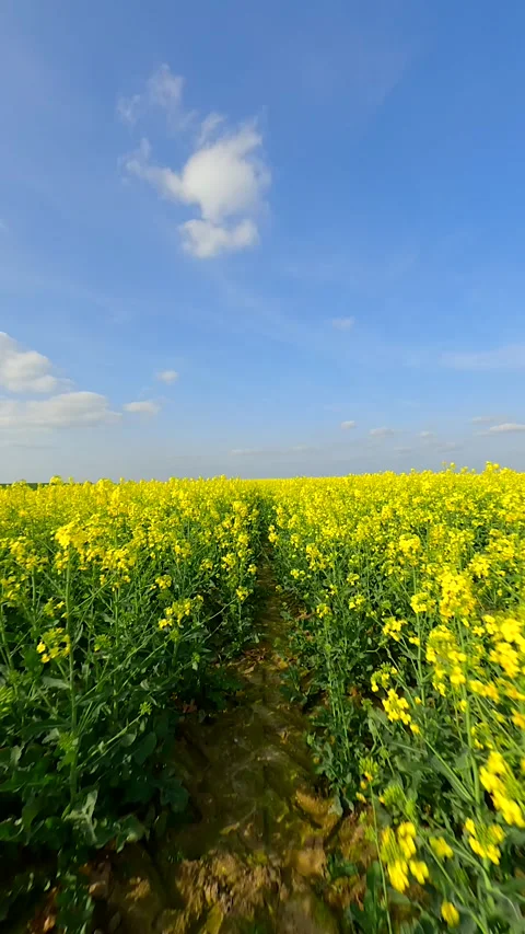 Smooth FPV flight through beautiful yellow rapeseed field in summer. Stock Footage 278080562