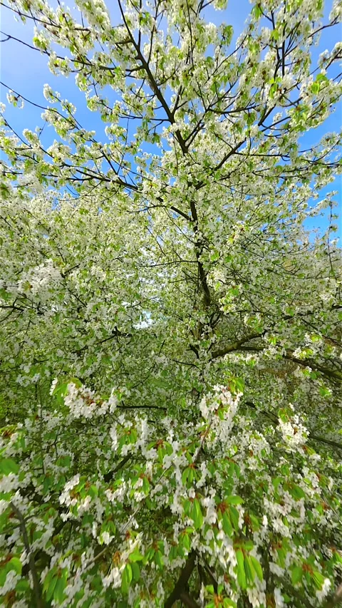Smooth FPV Flight through blooming trees with white flowers in spring Stock Footage 273739799