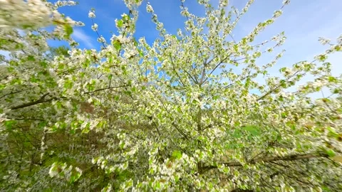 Smooth FPV Flight through blooming trees with white flowers in spring Stockbeeldmateriaal 279038271