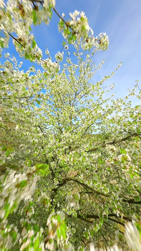 Smooth FPV Flight through blooming trees with white flowers in spring Stock Footage 279038281
