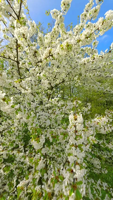 Smooth FPV Flight through blooming trees with white flowers in spring Stock Footage 283428626