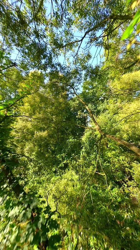 Smooth FPV flight through green leafy trees in summer forest in the morning sun. 스톡 동영상 283319368