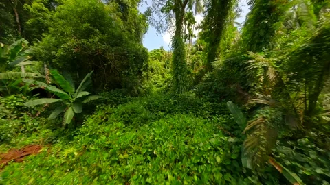 Smooth FPV flight through the lush tropical rainforest in Thailand Stock Footage 256202876