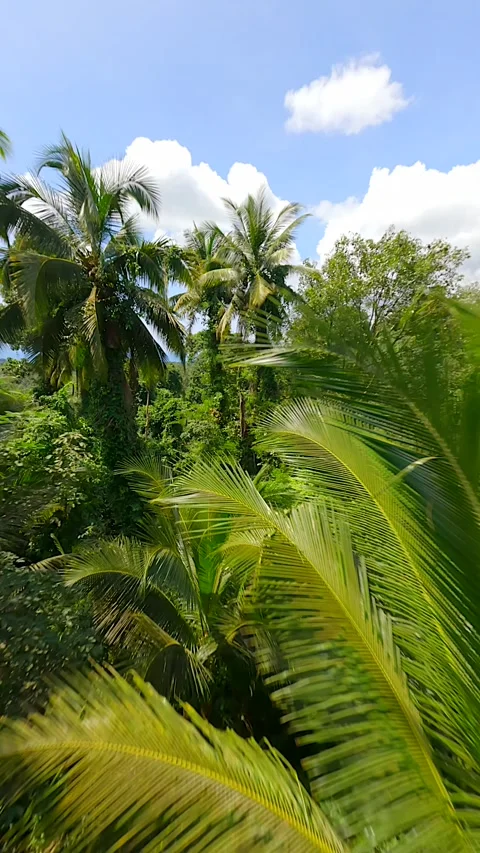 Smooth FPV flight through the lush tropical rainforest on sunny day, Thailand Stock Footage 288929541
