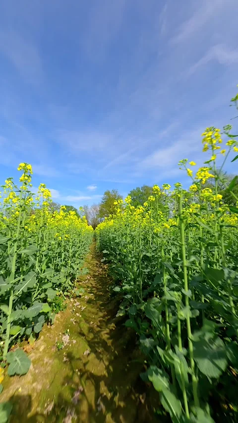 Smooth FPV flight through a yellow rapeseed field in spring. 스톡 동영상 272989323