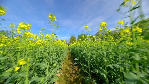 Smooth FPV flight through a yellow rapeseed field in spring. Stock Footage 272989357