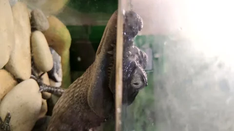 Smooth-fronted caiman in terrarium Stock Footage 283396269