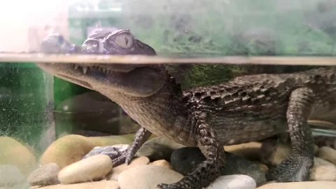Smooth-fronted caiman in terrarium Stock Footage 283396277