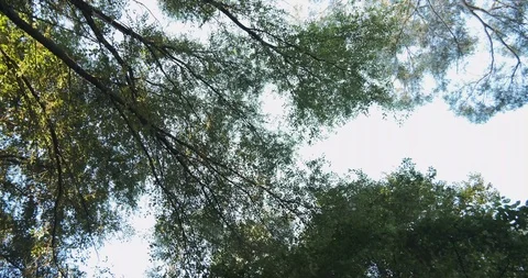 Smooth gimbal shot walking forward under trees in early autumn. Stock Footage 117586371