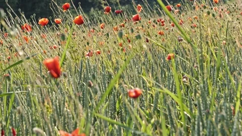 Smooth Gimbal Sweep Over Red Poppy Meadow – Golden Evening Light 4K Stock-Footage 320837967