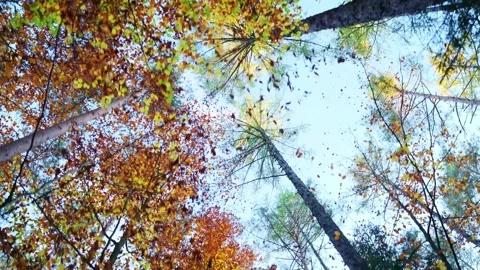 Smooth Gimbal Tracking Shot Looking Up at Autumn Tree Tops 4K 스톡 동영상 344841863