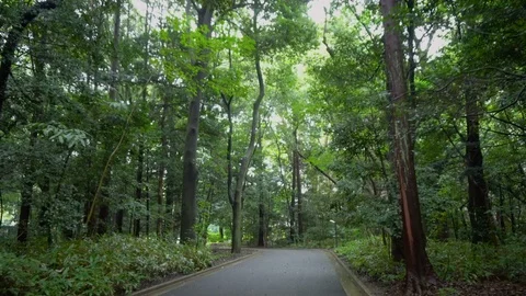 Smooth Gimbal Walking in Forest on Paved Road Stock Footage 104284930
