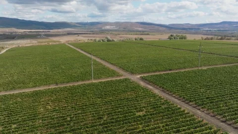 Smooth grape fertile fields with vines in desert terrain. Vídeos de archivo 270059393