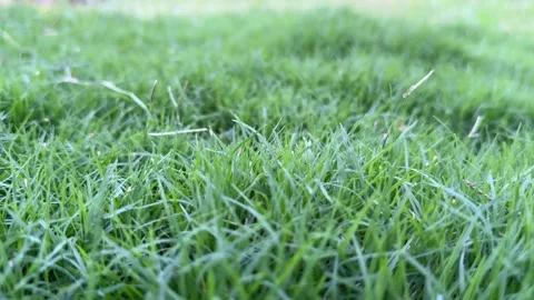 Smooth green grass Stock Footage 313918721