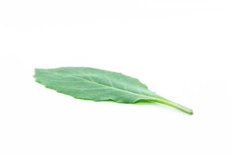 Smooth green leaf jagged side view Stock Photos