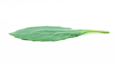 Smooth green leaf jagged top view Stock Photos