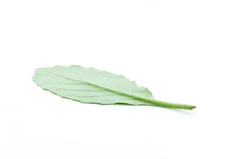 Smooth green leaf jagged upside down Stock Photos