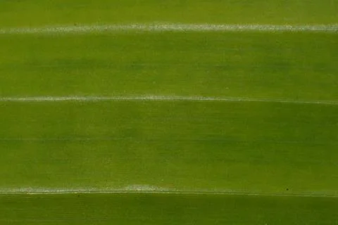 Smooth green leaf macro background 库存照片