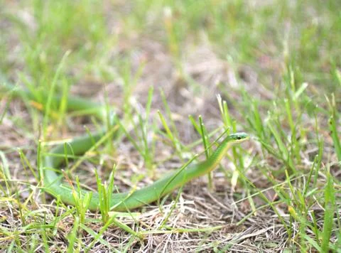 Smooth green snake in grass Foto stock