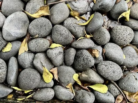 Smooth grey river stones with scattered dry yellow leaves on top Stock Photos