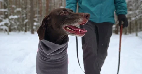 A smooth-haired breed of dog is dressed in a blanket outside in winter. Video stock 266743301