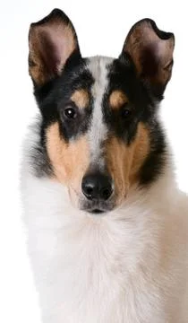 Smooth haired collie Stock Photos