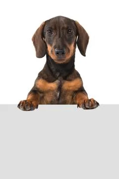Smooth haired Dachshund looking at the camera holding a grey board on a white Stock Photos