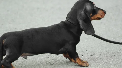Smooth-haired dachshund puppy. Preparing for the exhibition. close-up Stock Footage 312145250