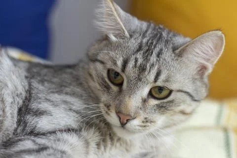 A smooth-haired gray cat is lying on the sofa. Stock Photos