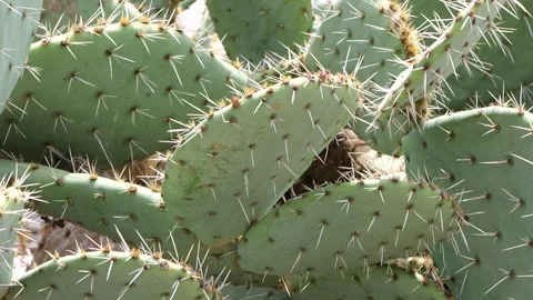 Smooth handheld close-up video of la in the University Botanical Garden, Balchik Stock Footage 308644519