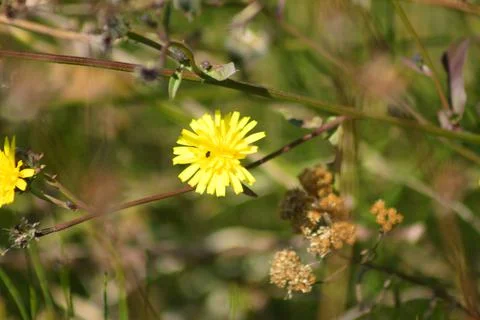 Smooth hawksbeard in bloom close-p view with selective focus on foreground Foto stock