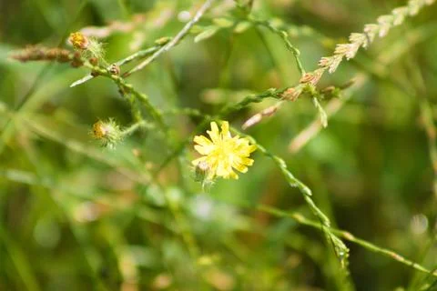 Smooth hawksbeard in bloom closeup view with selective focus Stock Photos