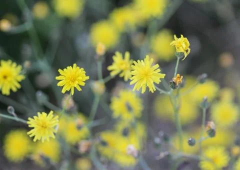 Smooth hawksbeard, Crepis capillaris, blooming in the summer season Stock Photos