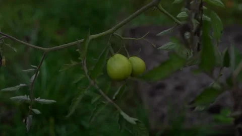 Smooth hitting green tomatoes growing on a home garden at night in slow motion Stock Footage 143387471