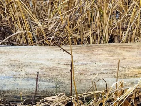 Smooth Horizontal Log In Weeds Stock Photos