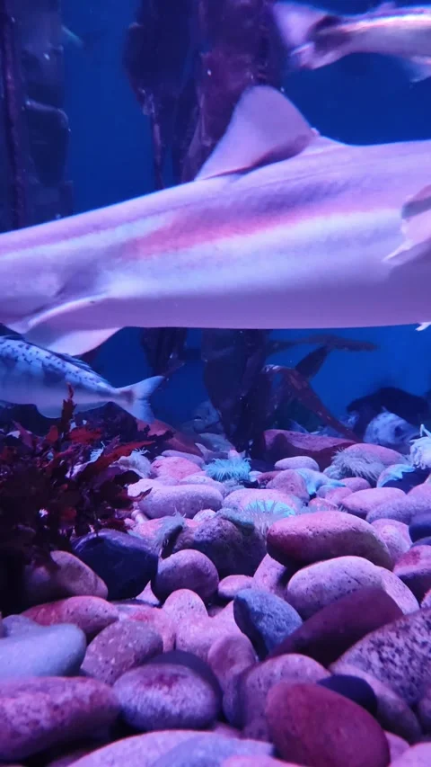 Smooth hound shark swimming gracefully in an aquarium. vertical. Video stock 335767066