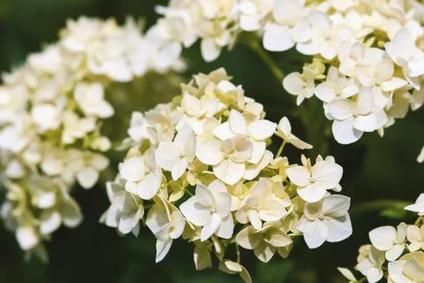 Smooth Hydrangea flowers closeup, Hydrangea arborescens green white flowers i Stock-Fotos