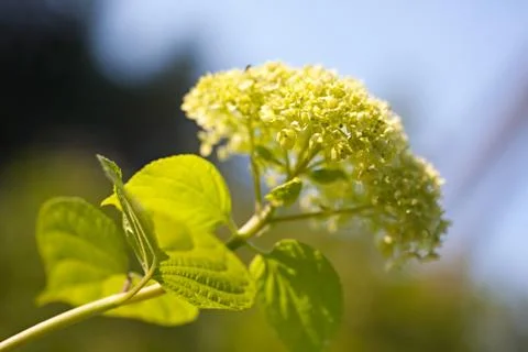 Smooth hydrangea (Hydrangea arborescens) Foto stock
