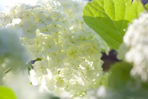 Smooth hydrangea (Hydrangea arborescens) Foto stock