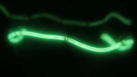 Smooth increase and decrease in the power of the green helix of the tungsten Stock Footage 81087104
