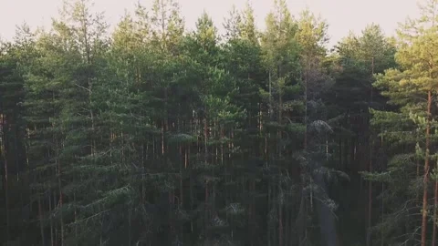 Smooth landing in trees, over a small town, small concrete houses Vidéo 161435200