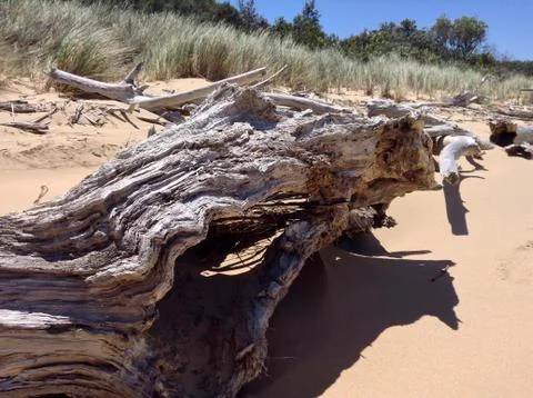 Smooth, Large Log On The Beach Foto stock