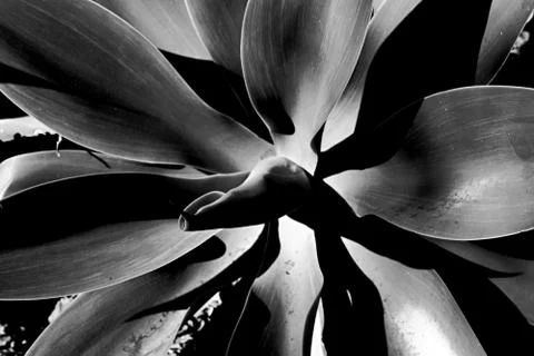 Smooth Leafy Plant Foto stock