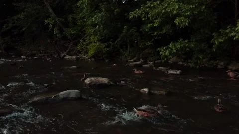 Smooth left to right drone pan of ducks playing in a creek Stock Footage 247428813