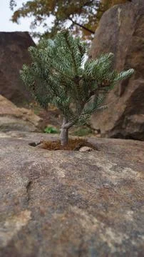 Smooth Light Brown Rock Surface Stock Photos