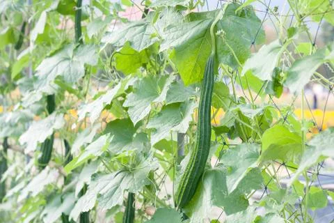 Smooth loofah Foto stock
