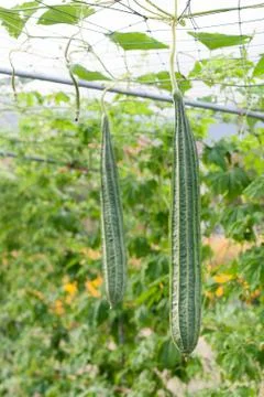 Smooth loofah Stock Photos