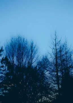 Smooth looking trees Stock Photos