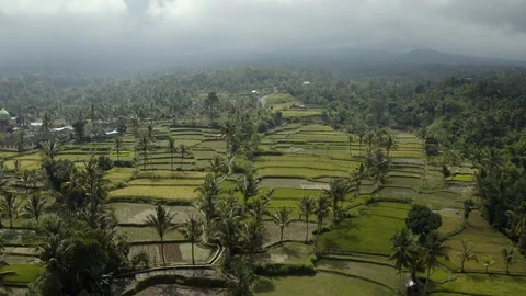 Smooth low aerial and tiliting drone shot into a beautiful indonesian rice field Stock Footage 115266579
