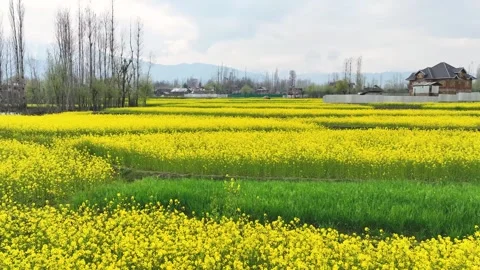 Smooth low-altitude drone sweep over vibrant rural agricultural fields Видео 333795731